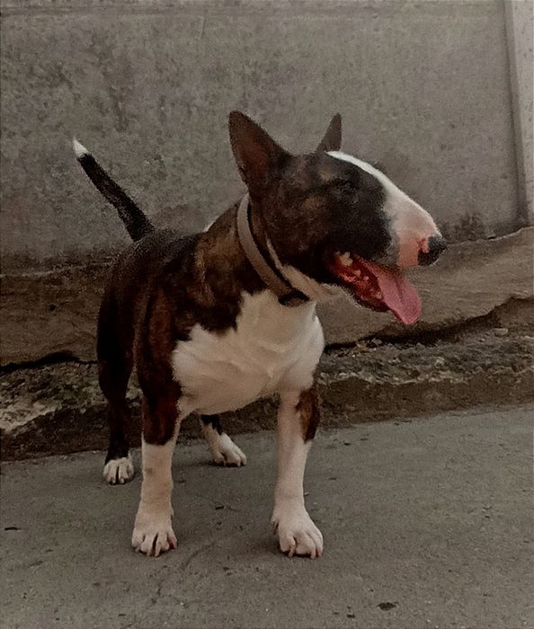 Бультер'єр мініатюрний для в'язок