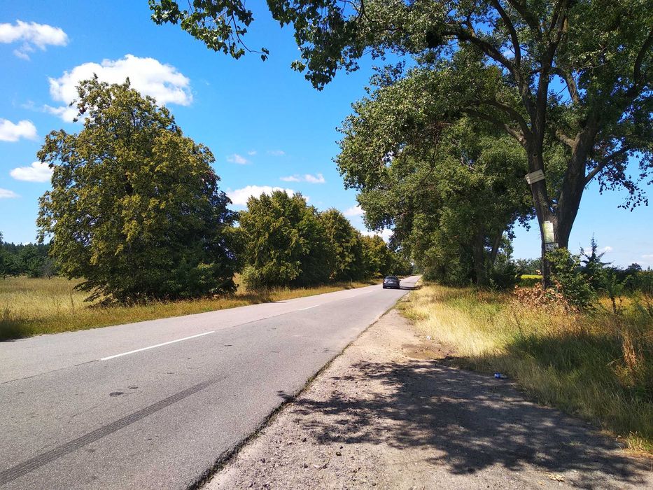 Ділянка з пишними молодими соснами, поруч ліс. заказник, грибні місця