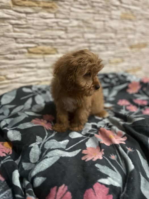 Cavapoo samiec red pudel cavalier