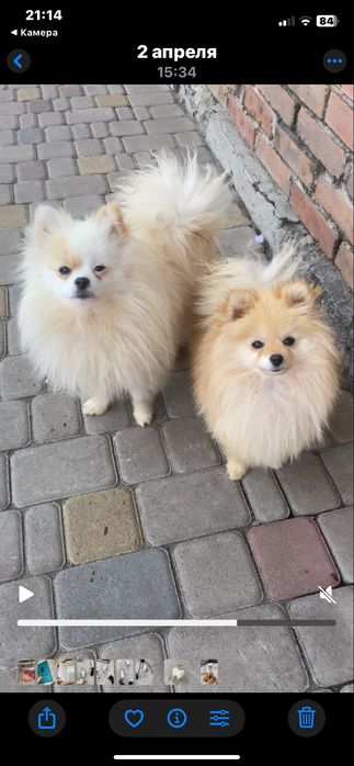 Підрощені хлопчики померанчики