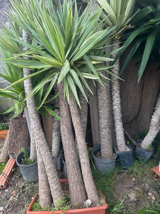 Palmeiras Yucca  – Prontas a Plantar | Excelente Oportunidade