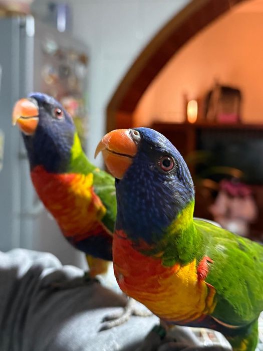 Loris fêmea disponível domesticados fazem 4 meses dia 09/05