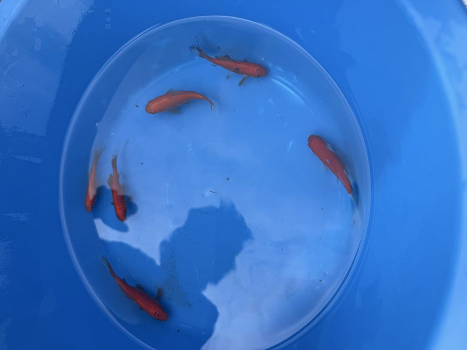 Peixes cometas.