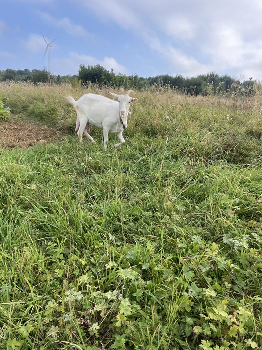 Продам хорошу козу  , добре дійна !
