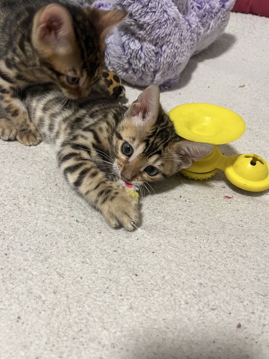 Бенгальські кошенята,