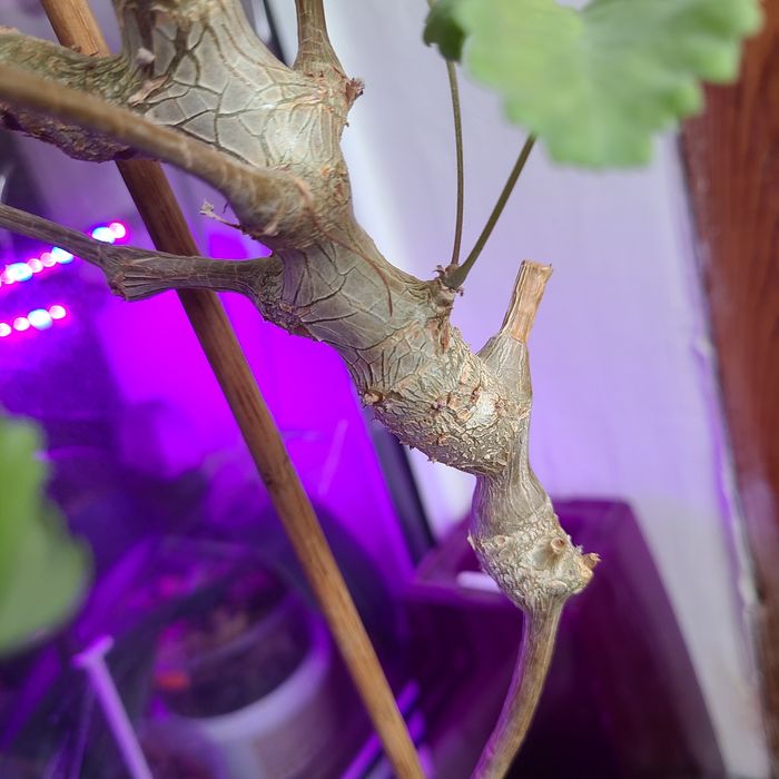 Взрослая видовая пеларгония Gibbosum
