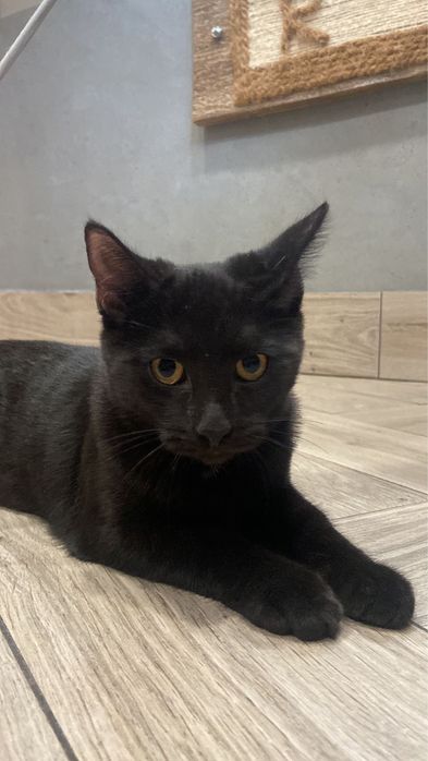 Janko szuka domku !!! Przychodnia Ryś