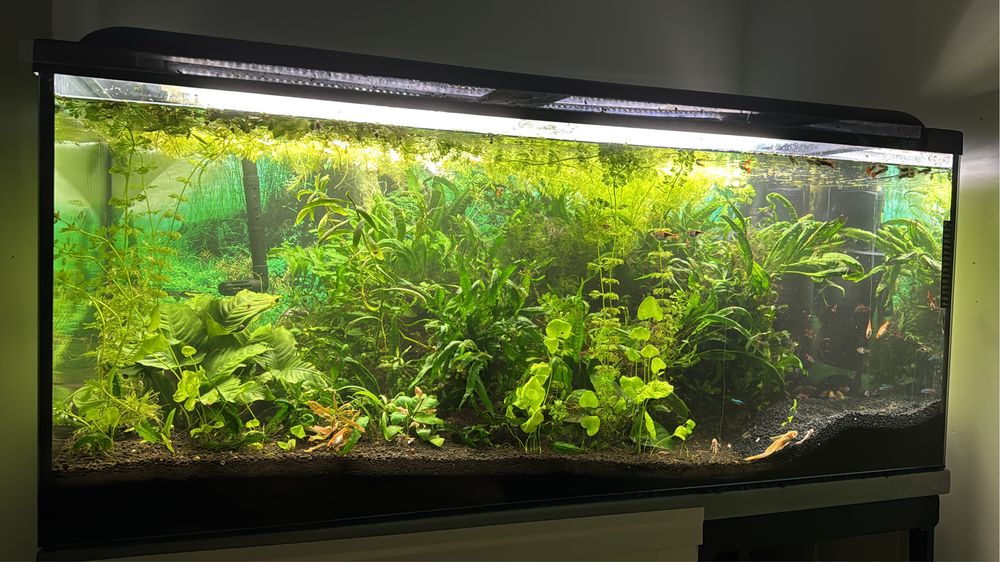 Sprzedam dużo roślin akwariowych