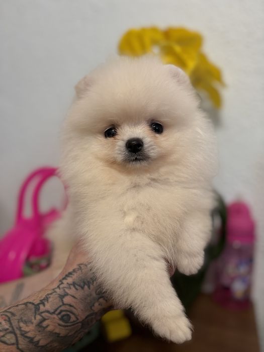шикарний Ведмедик шоу класу