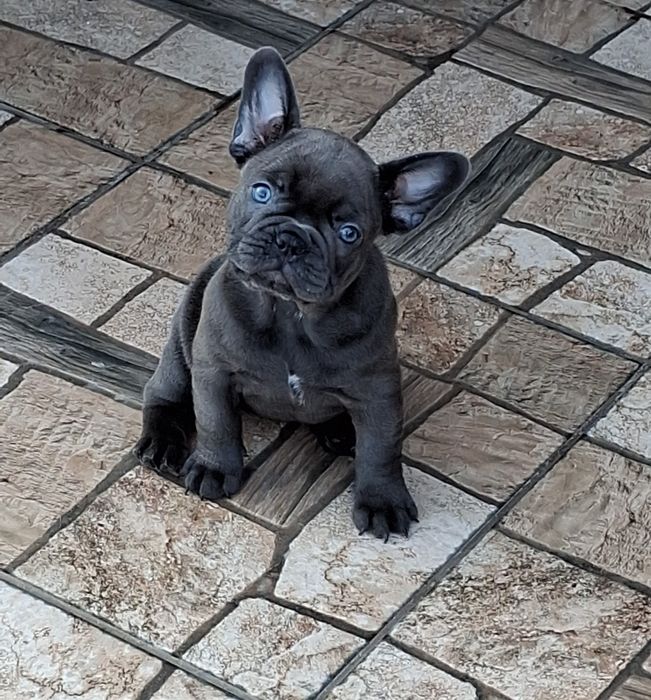 Buldog francuski szczenie niebieska suczka