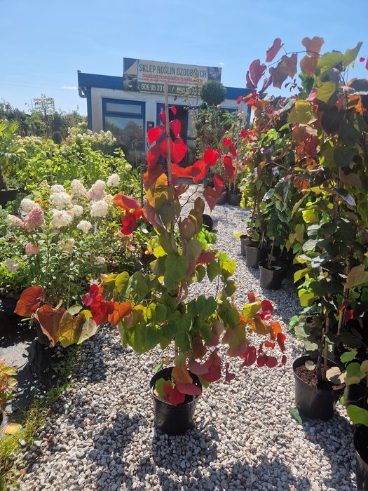 Judaszowiec kanadyjski