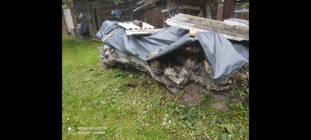 Drewno lipowe pień unikat obw. 4 metry kapliczka
