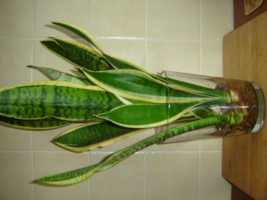 Sansewieria gwinejska Futura Superba