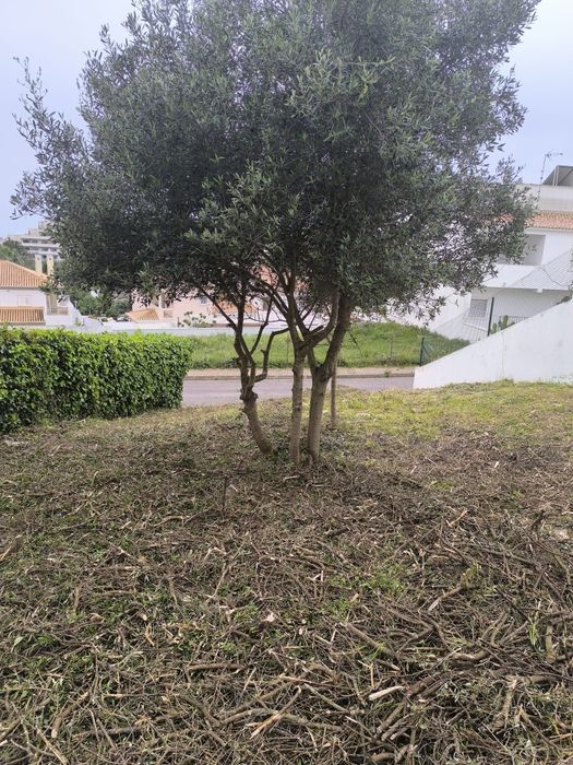 Eu faço Trabalhos de limpeza matos e terrenos agrícola