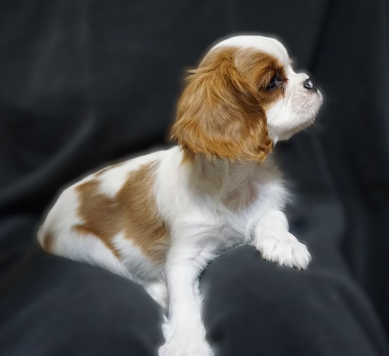 Кавалер кинг чарльз спаниель