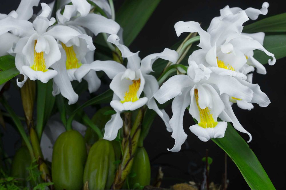 Orquídea Noiva Típica.