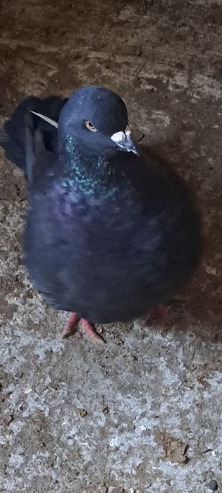 Gołębie kingi samce