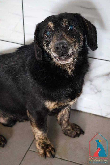 mały piesek Tuco szuka domu