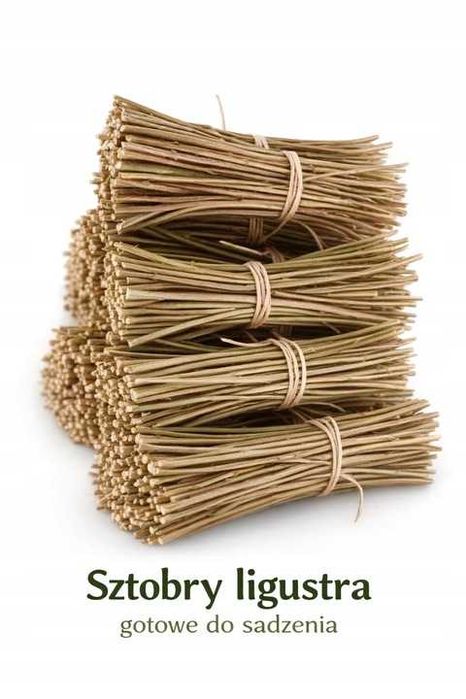 Ligustr sztobry zrzecz żywopłot 100 sztuk