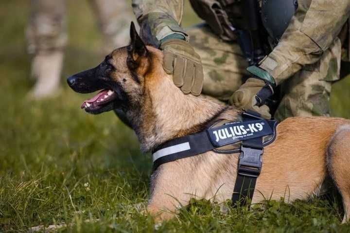 JULIUS-K9 IDC Power Gray "L" szelki dla psa - NOWE