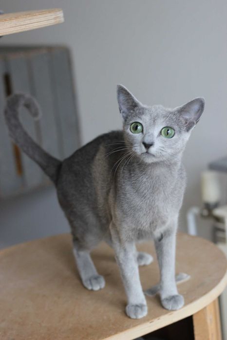 Kotka rosyjska niebieska FPL