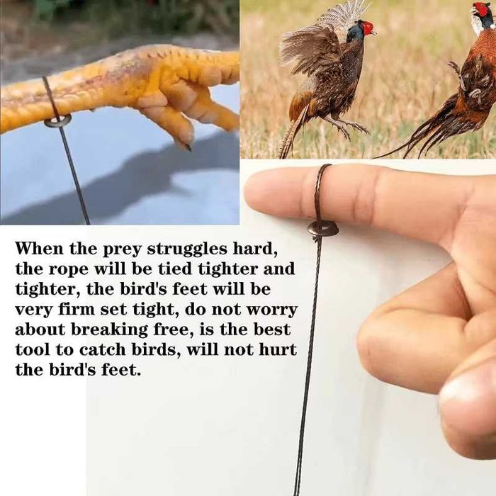 Armadilha sobrevivência aves pequeno medio porte