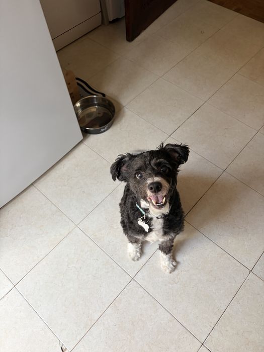 Dog Walker/ Pet Sitter Lisboa