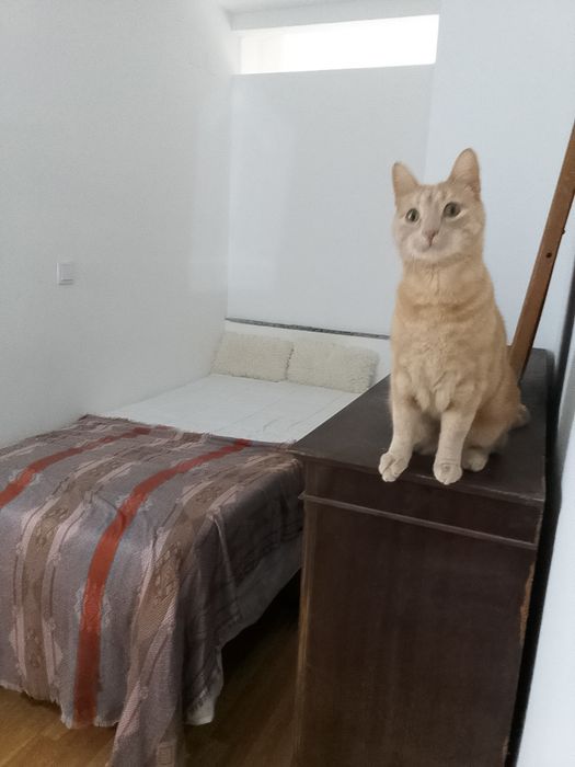 Cuidadora de gatos em domicílio