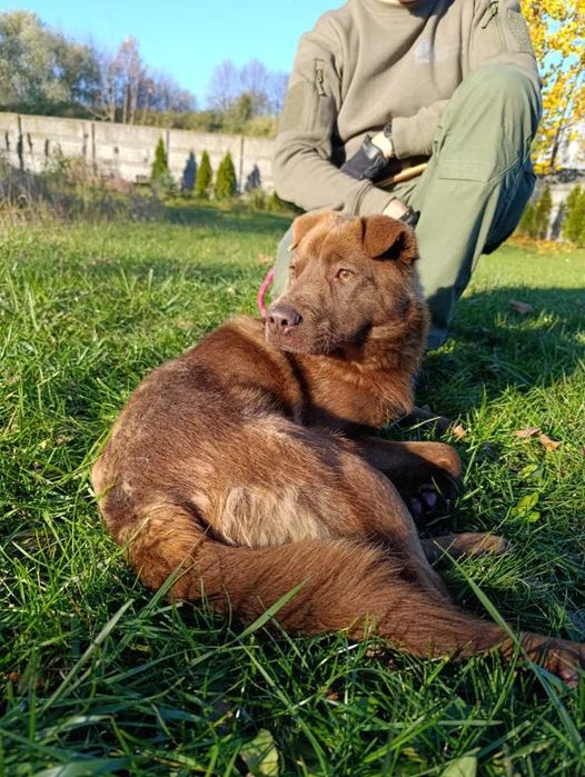 Toffifee ruda piękność w schronisku bez wolontariatu