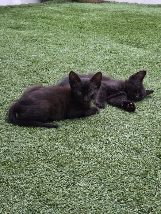 Gatinhos para adoção
