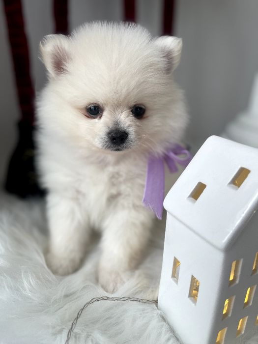 Померанські шпіци  ваш найкращий подарунок