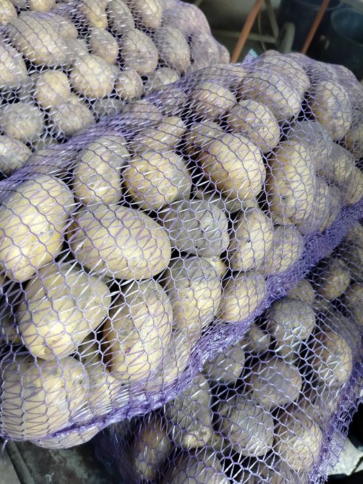 продам картоплю сортів сорая, берніна