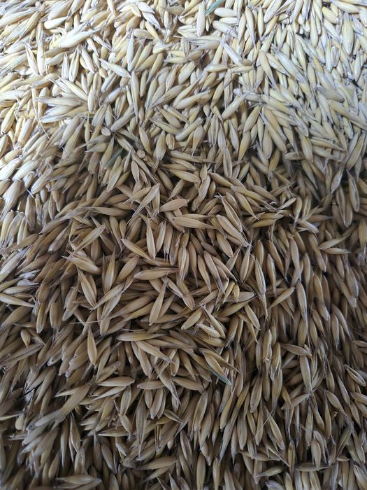 SPRZEDAM OWIES  po centrali