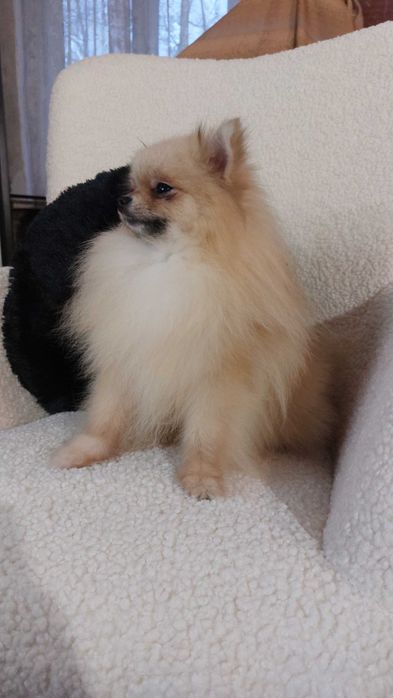 померанський шпіц хлопчик