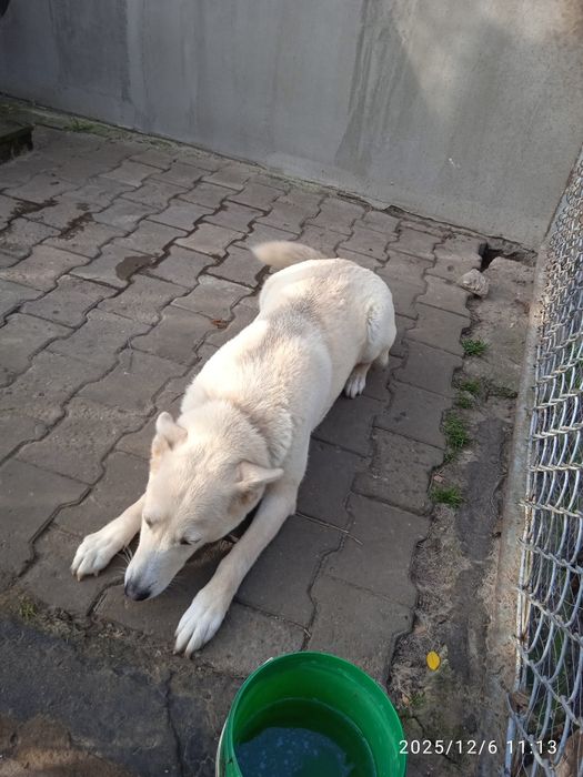 Віддаємо безкоштово