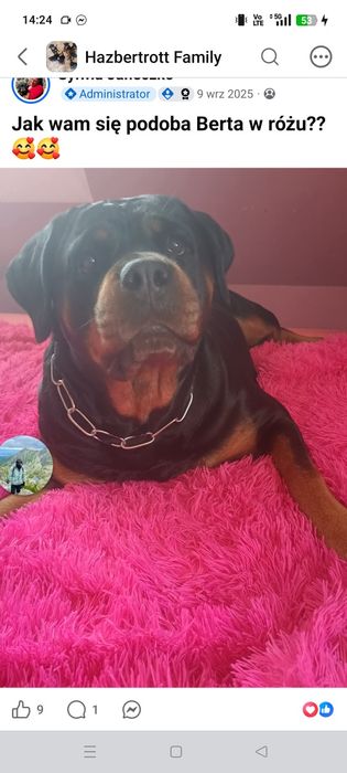 Rottweiler szczenię