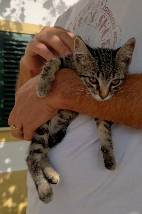 Gatinhos para oferecer