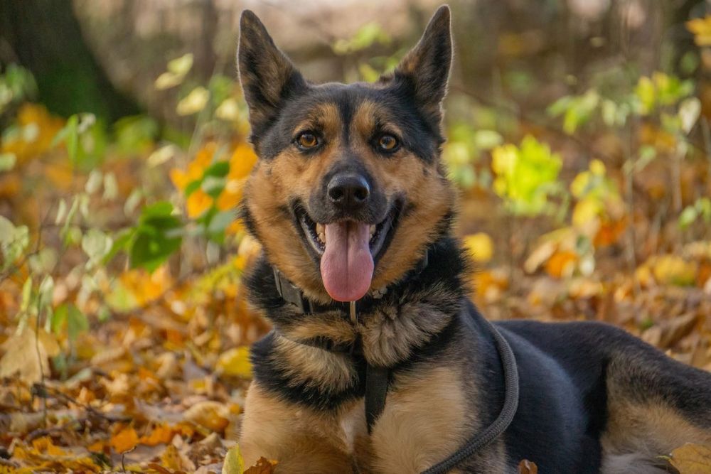 Fryc, kochany psiak,i piekny szuka domu