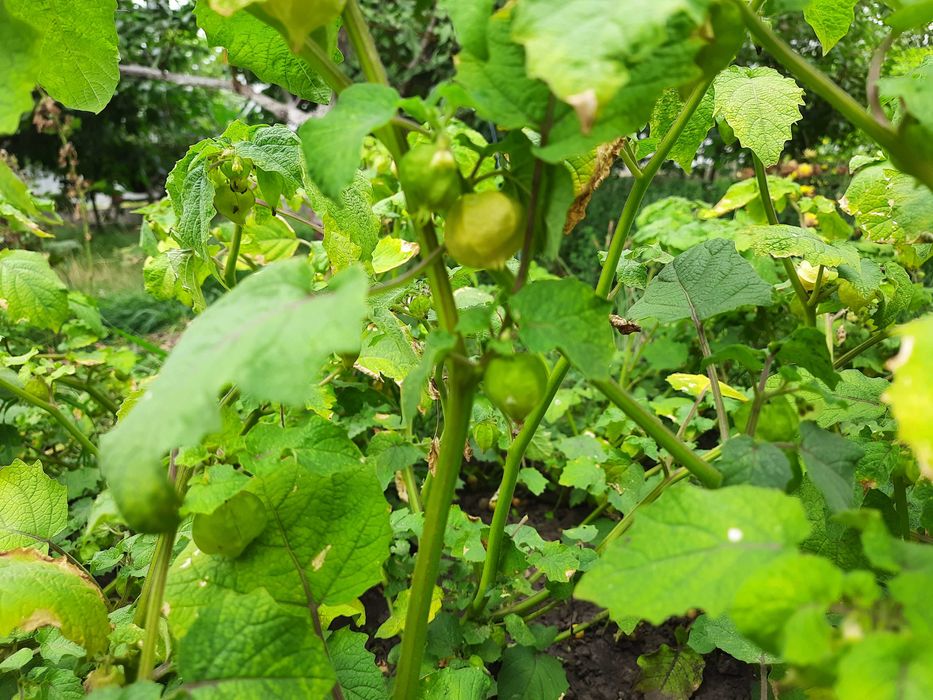 Насіння суничного та ягідного фізалісу