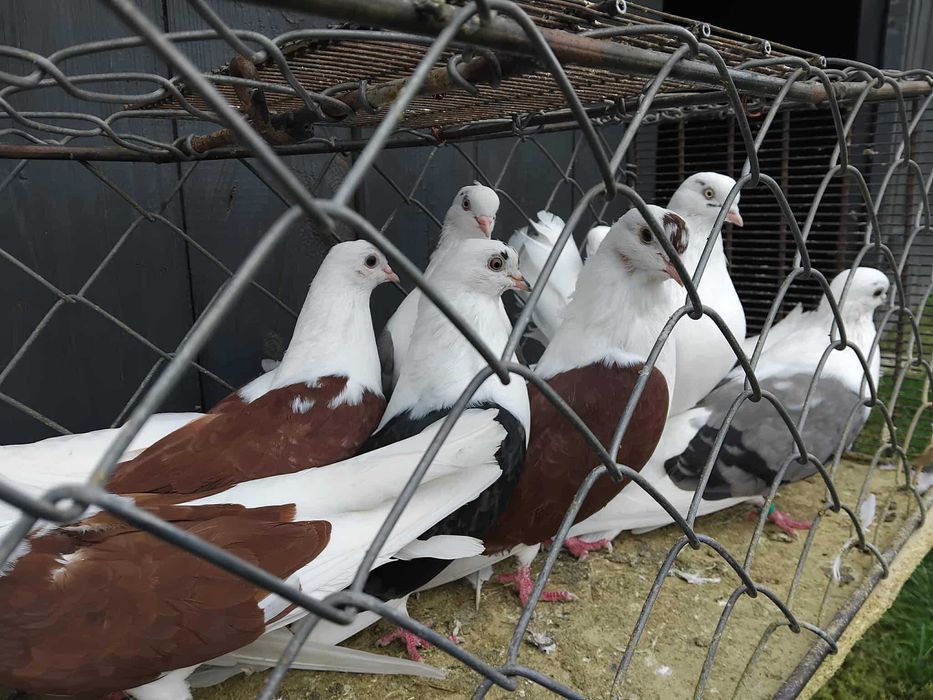 gołębie fajfry wywrotki różne kolory