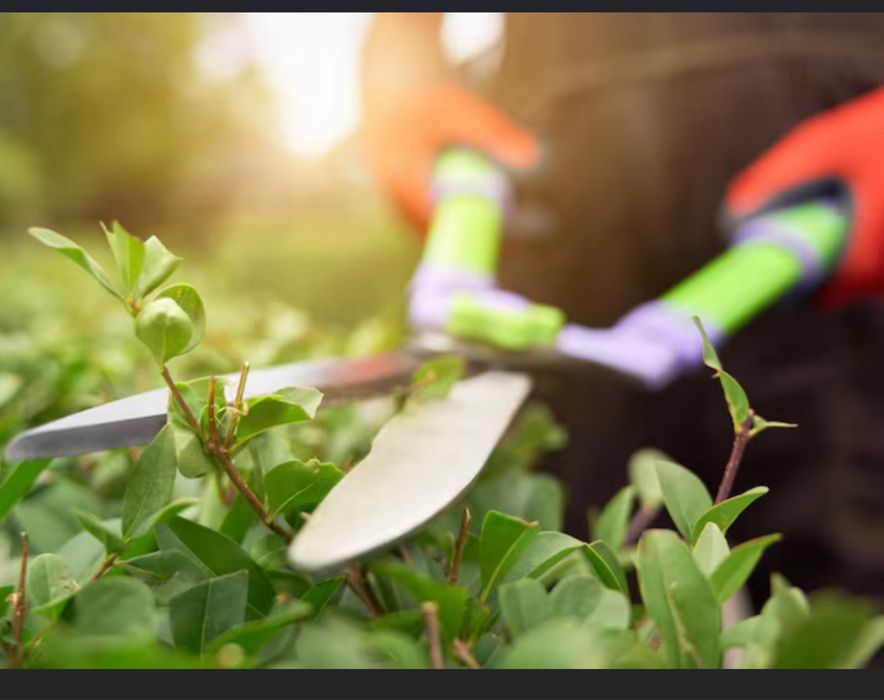 serviços de jardineiro, poda de arvores e limpeza de quintais