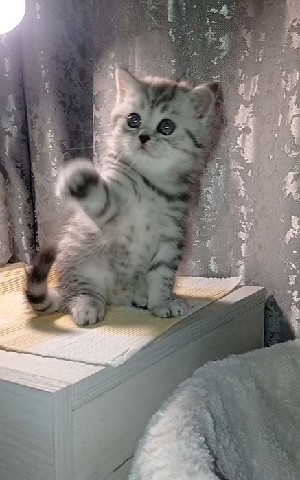 Шотландська страйт фолд котики