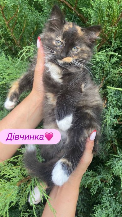 Віддаються кошенятя
