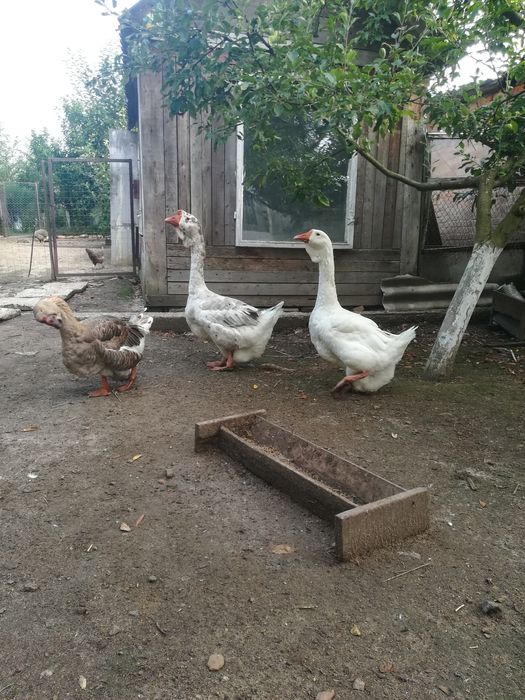 Продам або обміняю холмогорську гуску