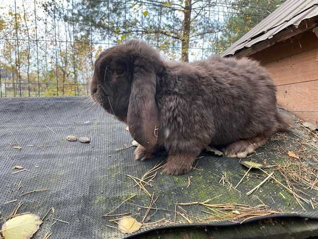 Królik samce Srokacz i Baran