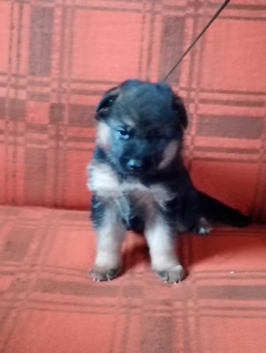 Owczarek Niemiecki SZCZENIAK