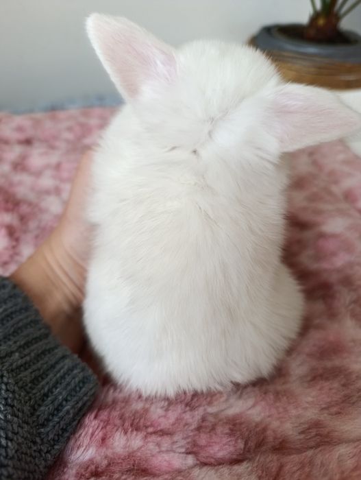 Królik króliczek mini lop hodowla zarejestrowana