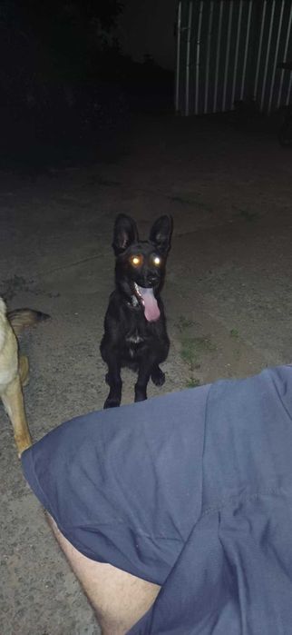 Віддам в добрі руки