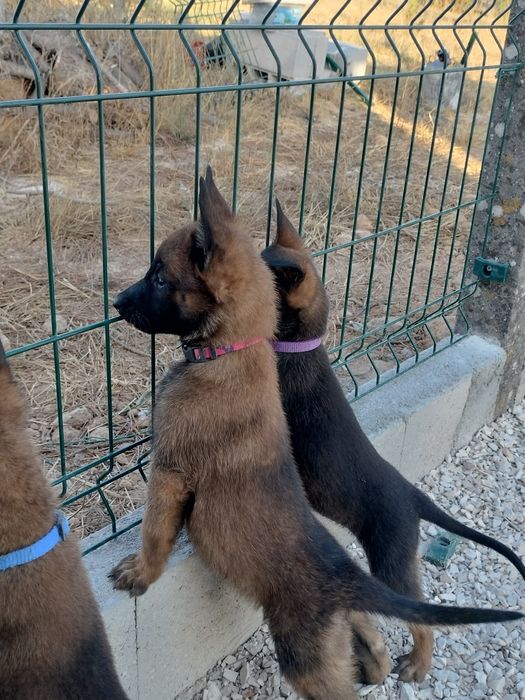 Pastor belga malinois