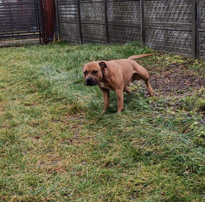 Amstaff "Rudek"szuka dobrego domu